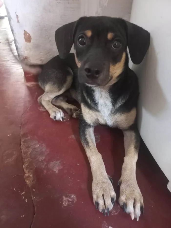 Cachorro ra a SRD-ViraLata idade 7 a 11 meses nome Firulais