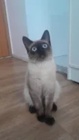 rico