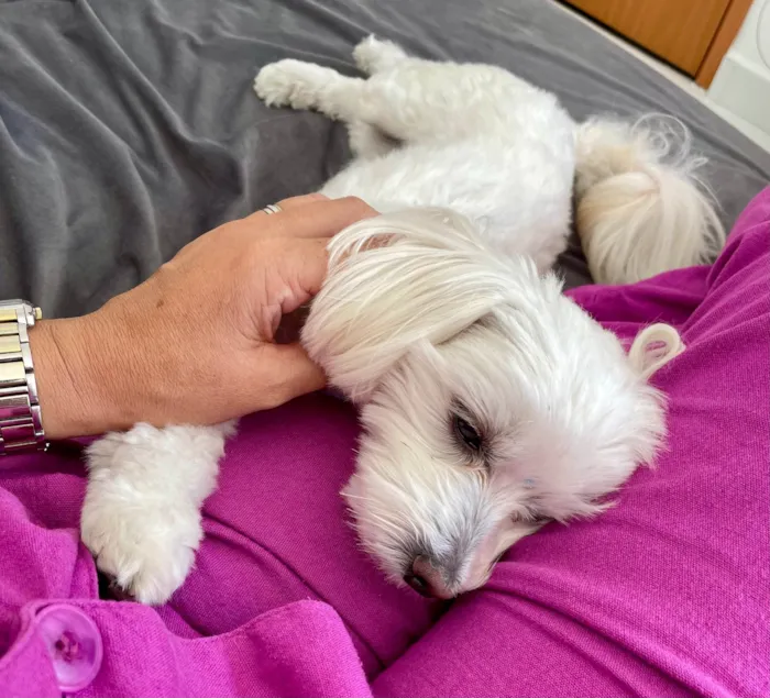 Cachorro ra a Maltês idade 2 anos nome Gucci (Guti) 