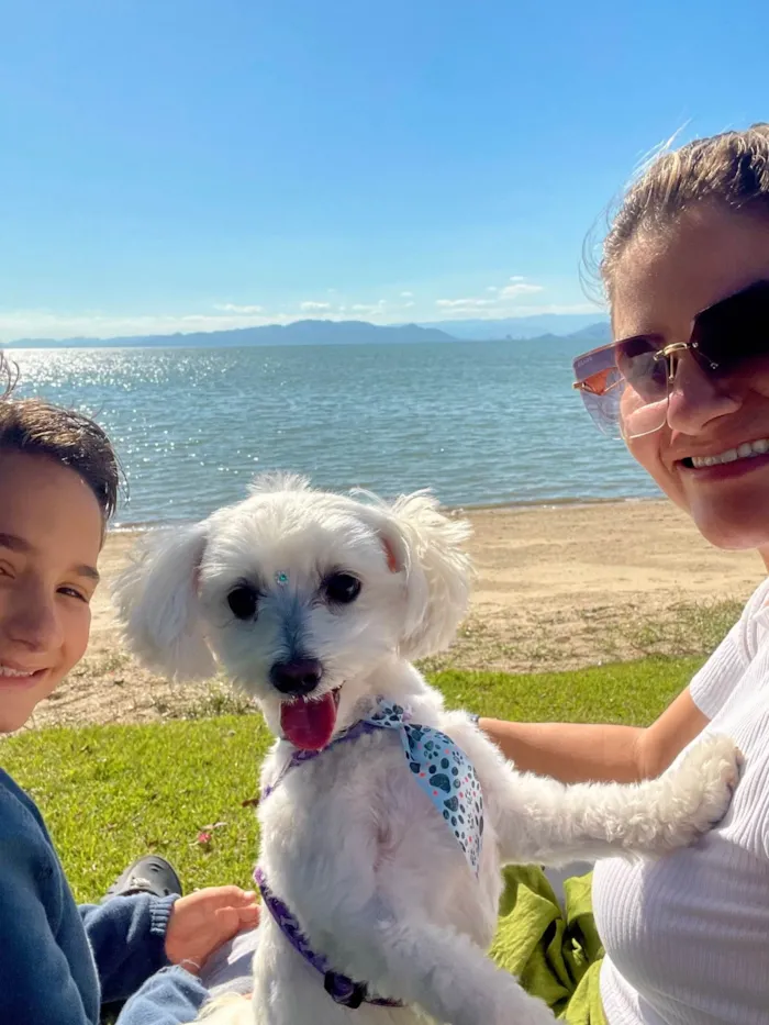 Cachorro ra a Maltês idade 2 anos nome Gucci (Guti) 