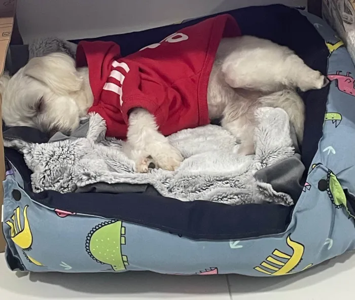 Cachorro ra a Maltês idade 2 anos nome Gucci (Guti) 
