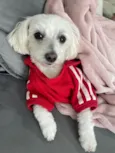 Gucci (Guti) 