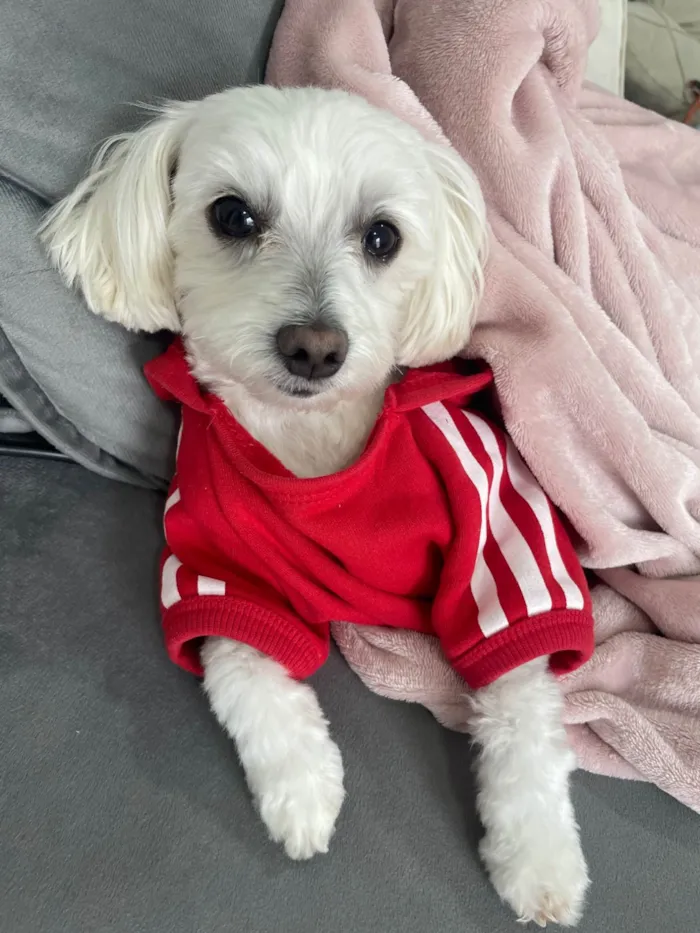 Cachorro ra a Maltês idade 2 anos nome Gucci (Guti) 