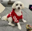 Gucci (Guti) 