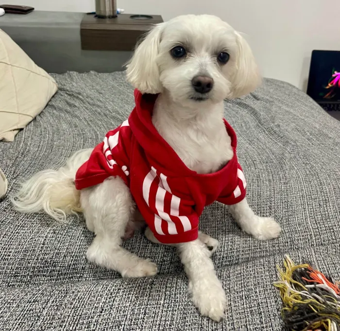 Cachorro ra a Maltês idade 2 anos nome Gucci (Guti) 