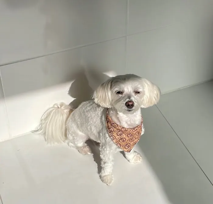 Cachorro ra a Maltês idade 2 anos nome Gucci (Guti) 
