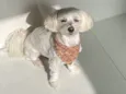 Gucci (Guti) 