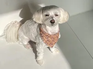 Cachorro raça Maltês idade 2 anos nome Gucci (Guti) 