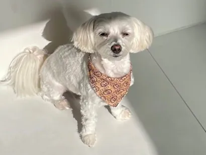 Cachorro raça Maltês idade 2 anos nome Gucci (Guti) 