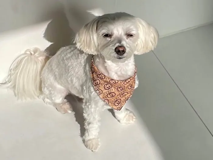 Cachorro ra a Maltês idade 2 anos nome Gucci (Guti) 