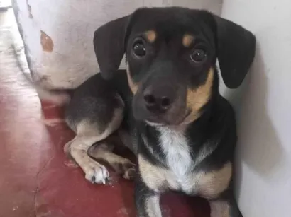 Cachorro raça SRD-ViraLata idade 7 a 11 meses nome Firulais