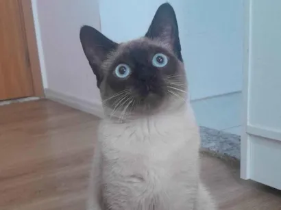 Gato raça SRD-ViraLata idade 2 a 6 meses nome rico