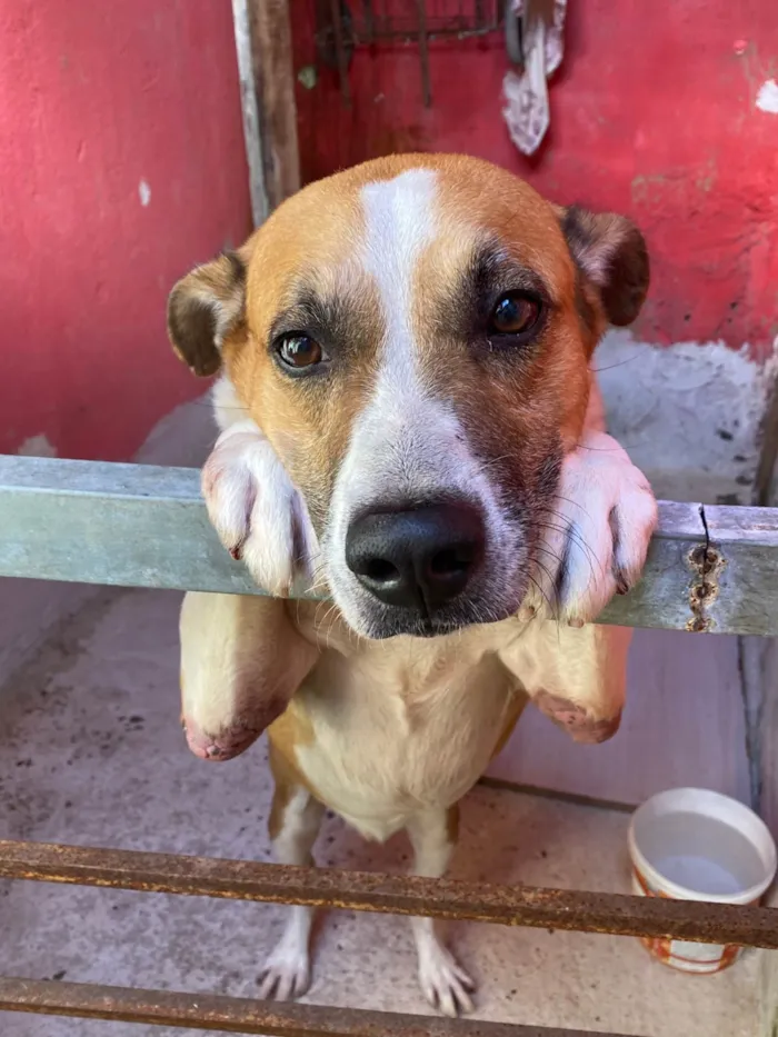 Cachorro ra a SRD-ViraLata idade 6 ou mais anos nome Luk