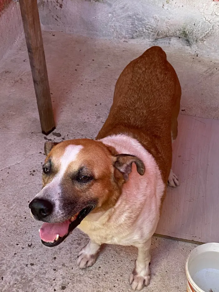 Cachorro ra a SRD-ViraLata idade 6 ou mais anos nome Luk