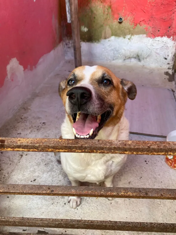 Cachorro ra a SRD-ViraLata idade 6 ou mais anos nome Luk