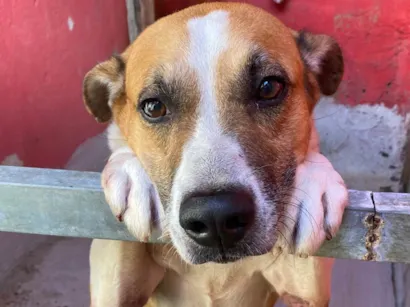 Cachorro raça SRD-ViraLata idade 6 ou mais anos nome Luk