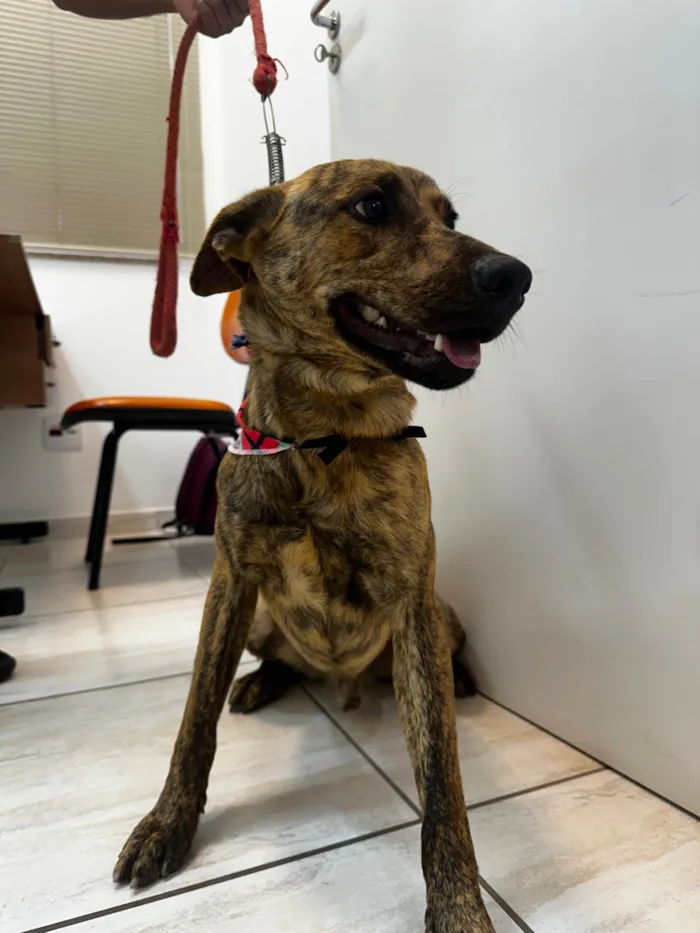 Cachorro ra a SRD-ViraLata idade 2 anos nome Rajadinho 