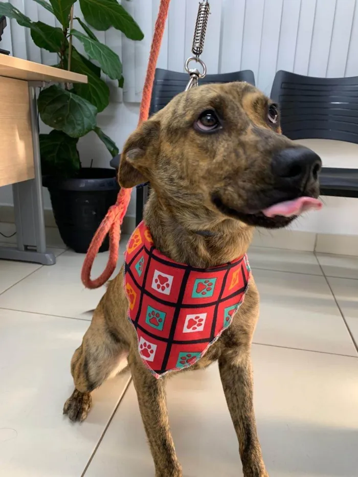 Cachorro ra a SRD-ViraLata idade 2 anos nome Rajadinho 
