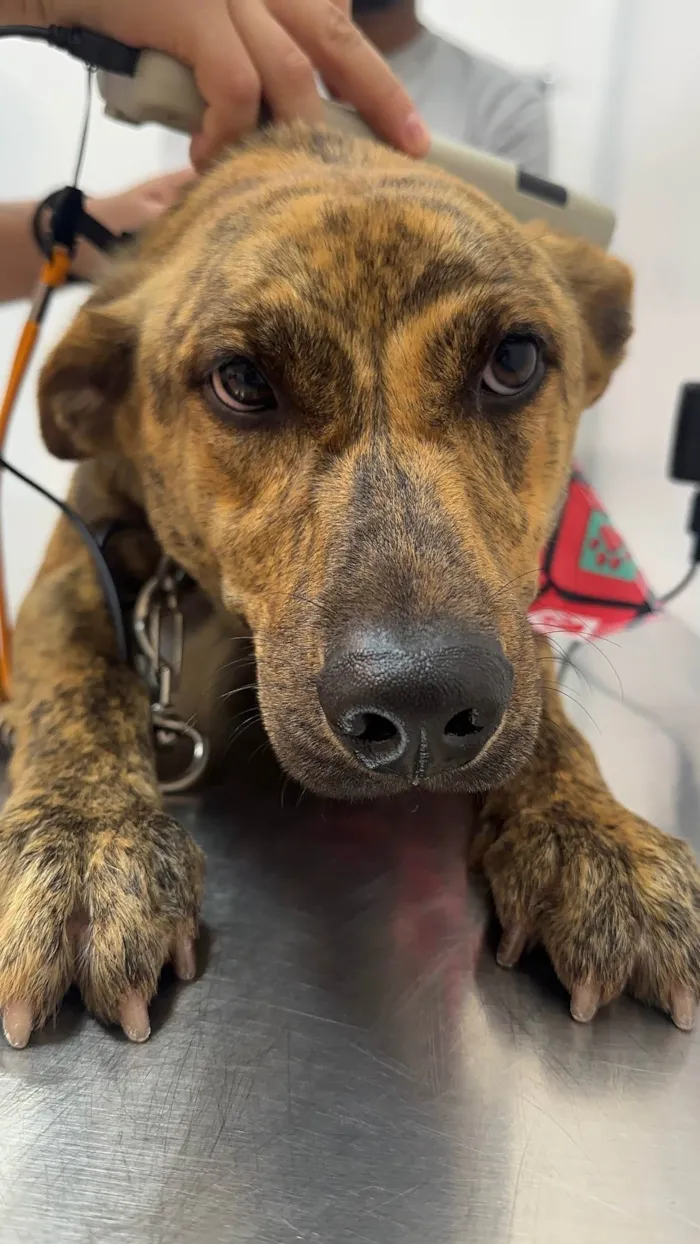 Cachorro ra a SRD-ViraLata idade 2 anos nome Rajadinho 