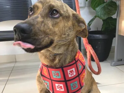 Cachorro raça SRD-ViraLata idade 2 anos nome Rajadinho 
