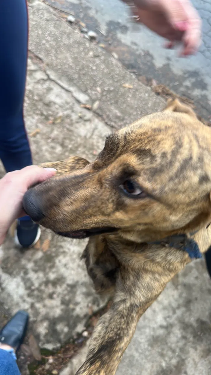 Cachorro ra a SRD-ViraLata idade 2 anos nome Rajadinho 