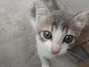 Gato raça SRD-ViraLata idade 2 a 6 meses nome Cassie