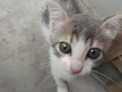 Gato raça SRD-ViraLata idade 2 a 6 meses nome Cassie