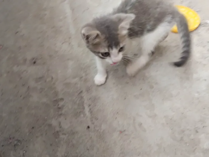 Gato ra a SRD-ViraLata idade 2 a 6 meses nome Cassie