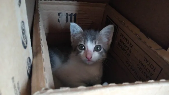 Gato ra a SRD-ViraLata idade 2 a 6 meses nome Cassie