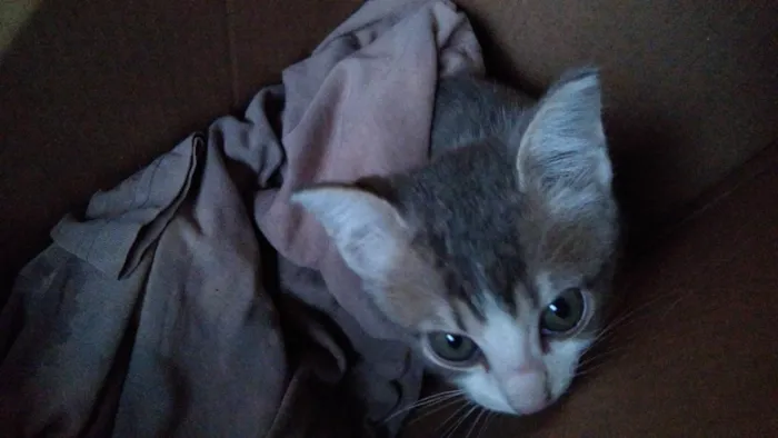Gato ra a SRD-ViraLata idade 2 a 6 meses nome Cassie