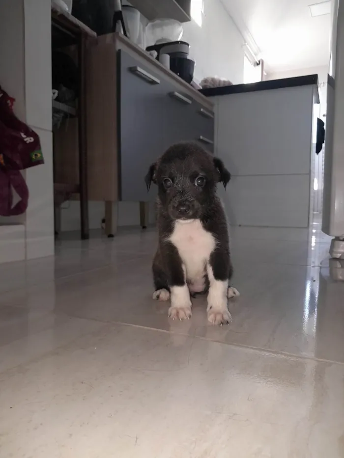 Cachorro ra a SRD-ViraLata idade 2 a 6 meses nome Doda