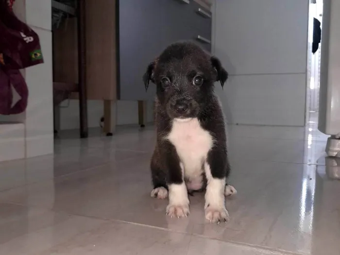 Cachorro ra a SRD-ViraLata idade 2 a 6 meses nome Doda