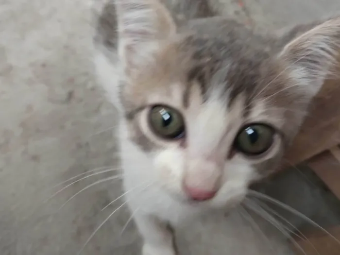 Gato ra a SRD-ViraLata idade 2 a 6 meses nome Cassie