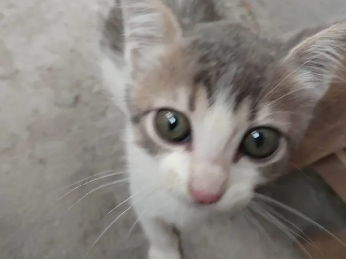 Gato ra a SRD-ViraLata idade 2 a 6 meses nome Cassie