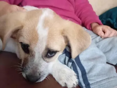 Cachorro raça SRD-ViraLata idade 2 a 6 meses nome Mel