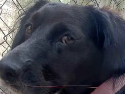 Cachorro ra a SRD-ViraLata idade 3 anos nome Jade