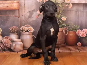 Cachorro raça SRD-ViraLata idade 2 a 6 meses nome Bento 