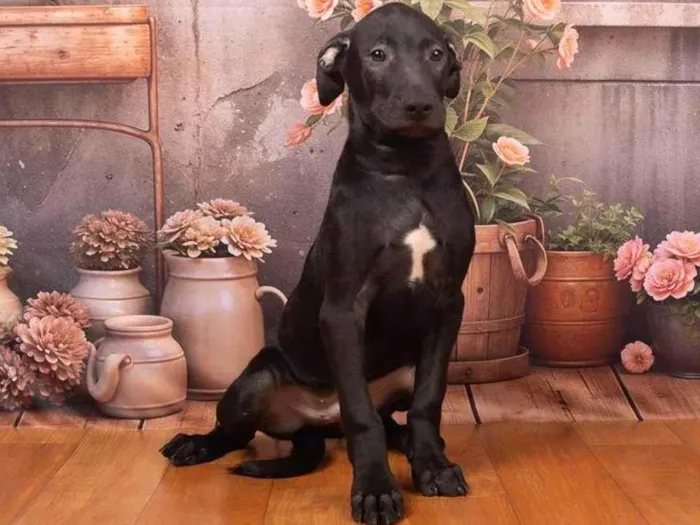 Cachorro ra a SRD-ViraLata idade 2 a 6 meses nome Bento 