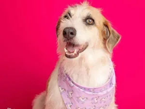 Cachorro raça SRD-ViraLata idade 2 anos nome Emy 