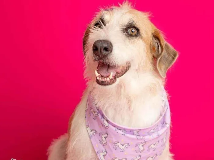 Cachorro ra a SRD-ViraLata idade 2 anos nome Emy 