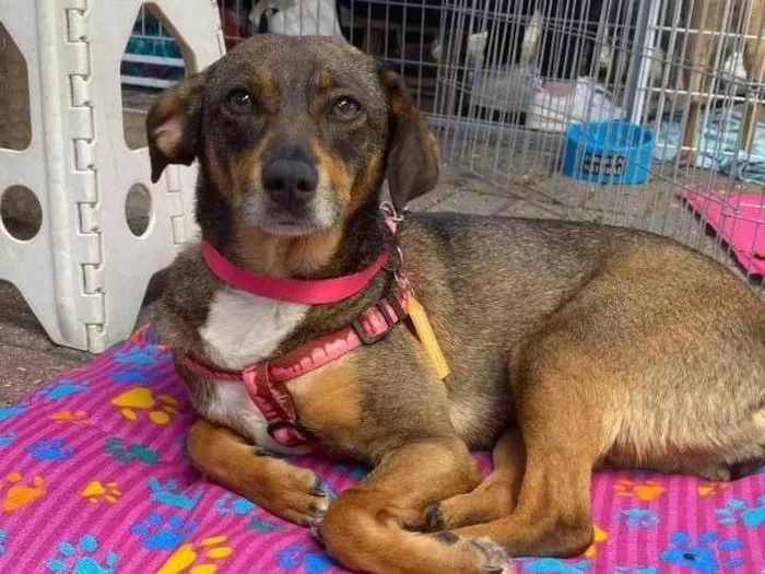 Cachorro ra a SRD-ViraLata idade 2 anos nome Brigithe 