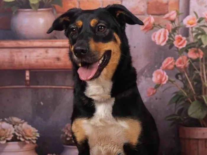 Cachorro ra a SRD-ViraLata idade 2 anos nome Kyara 