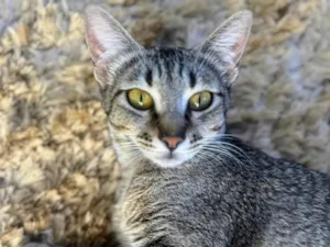 Gato raça SRD-ViraLata idade 1 ano nome Sophie 