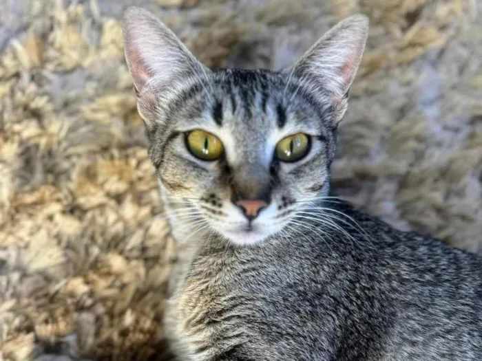 Gato ra a SRD-ViraLata idade 1 ano nome Sophie 