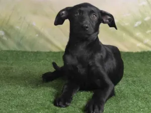 Cachorro raça SRD-ViraLata idade 2 a 6 meses nome Christian 
