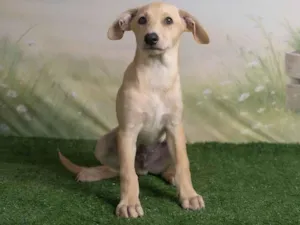 Cachorro raça SRD-ViraLata idade 2 a 6 meses nome Ralf 