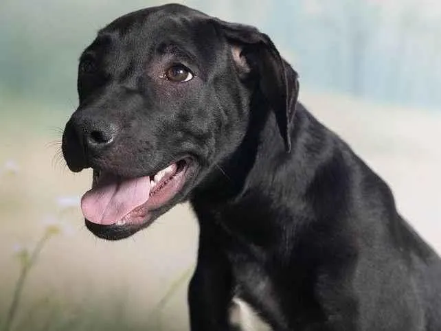 Cachorro ra a SRD-ViraLata idade 2 a 6 meses nome Bento 