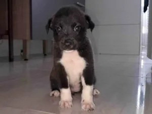 Cachorro raça SRD-ViraLata idade 2 a 6 meses nome Doda
