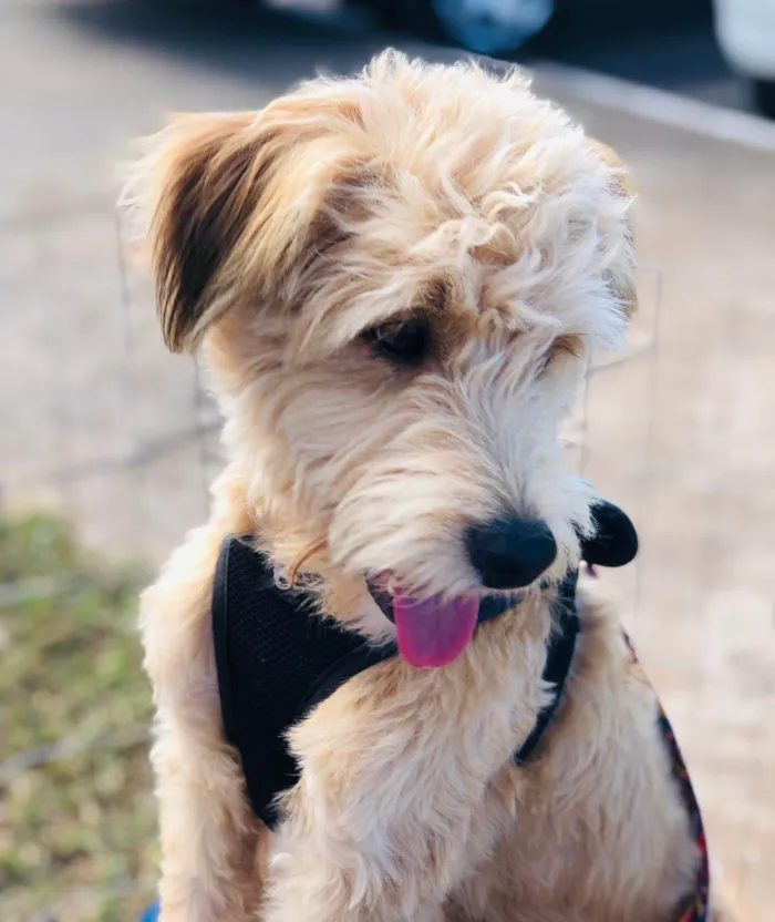Cachorro ra a SRD-ViraLata idade 1 ano nome João Lobinho 
