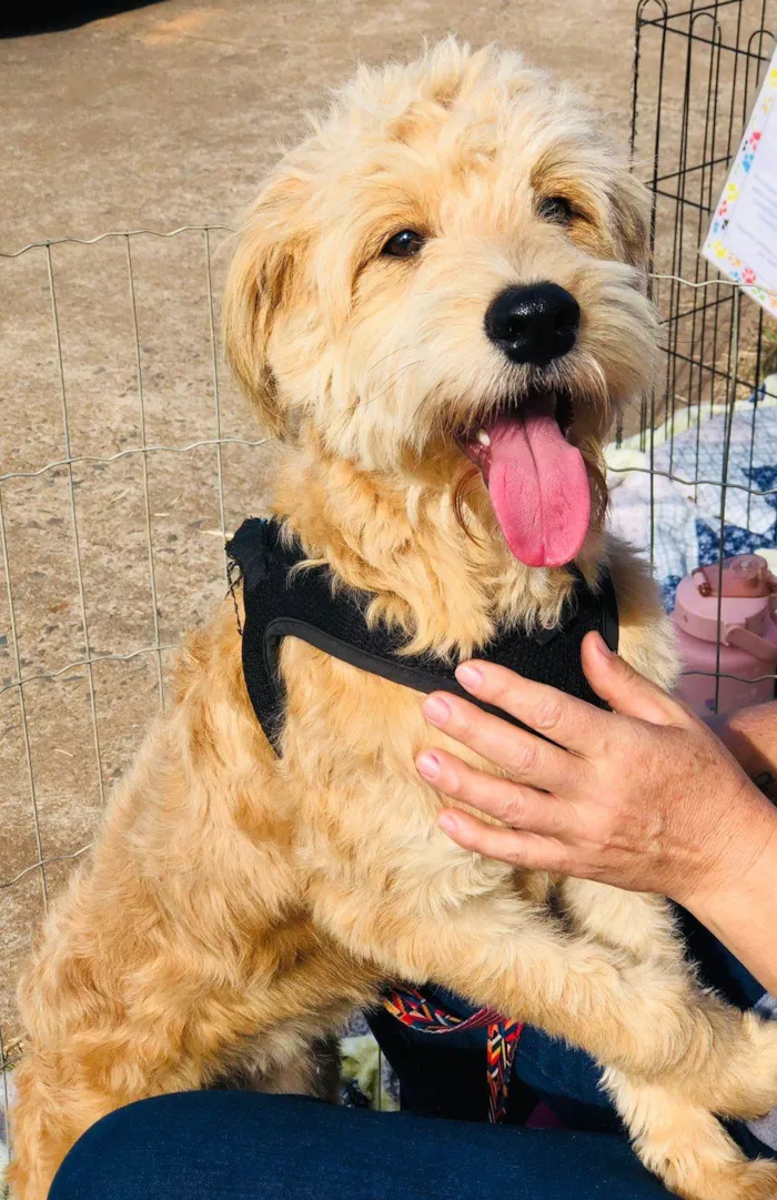 Cachorro ra a SRD-ViraLata idade 1 ano nome João Lobinho 
